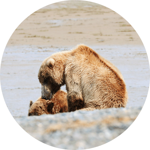 Alaska Bear Viewing Tours, The Best Tours in Alaska