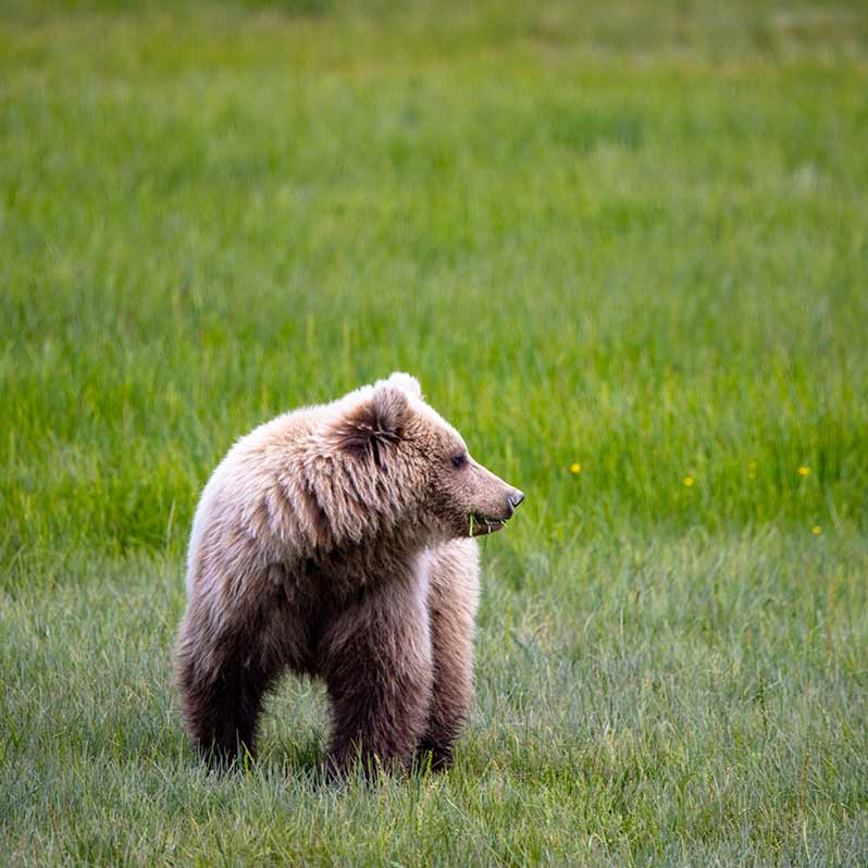 bear watching alaska